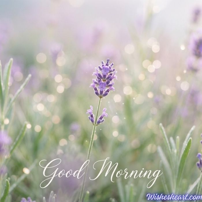 Good Morning Image